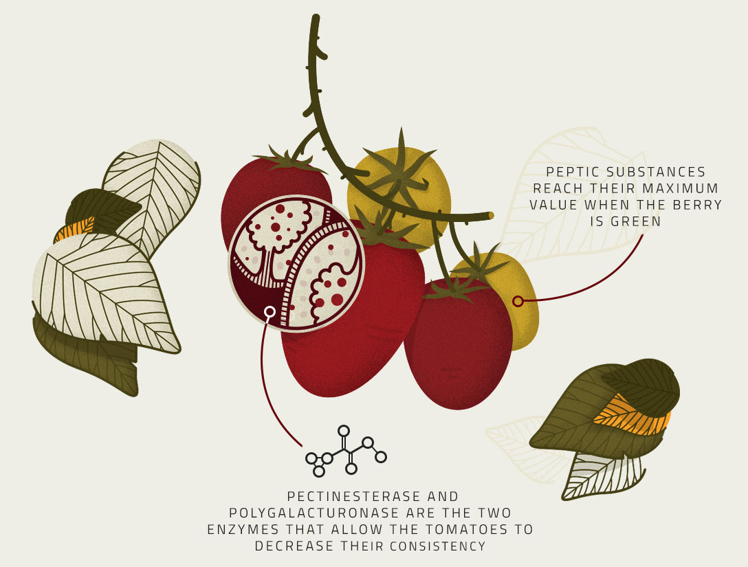 Ripening illustration - Tomato's Production Process