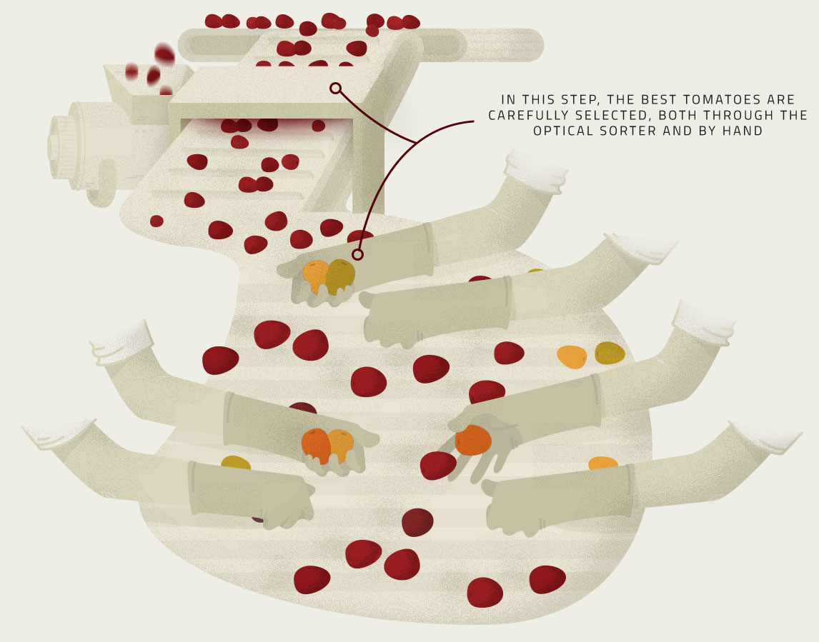 Arrival at the plan and selection illustration - Tomato's Production Process