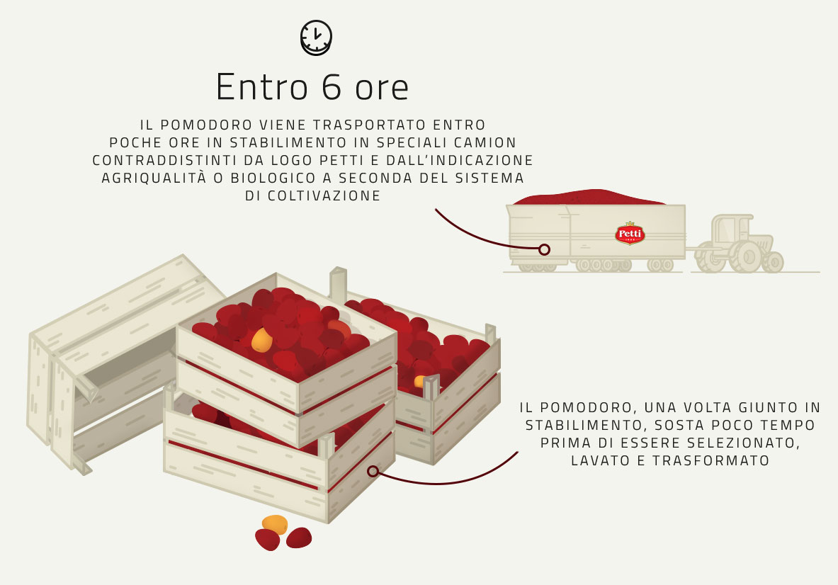 Infografica su Raccolta e Trasporto dei Pomodori usati per i prodotti Petti