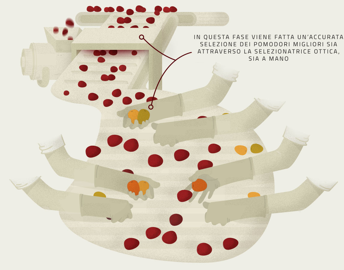 Infografica sulla Selezione dei Pomodori per i prodotti Petti