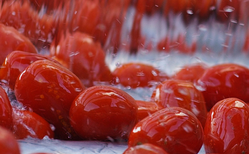 First washing of the Petti tomatoes